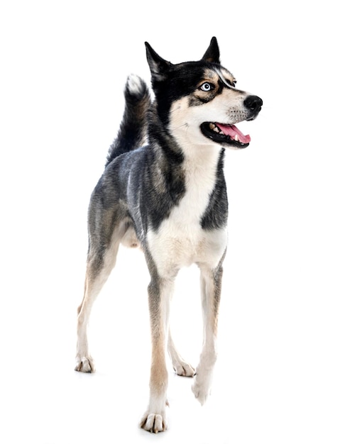 Siberian husky in studio