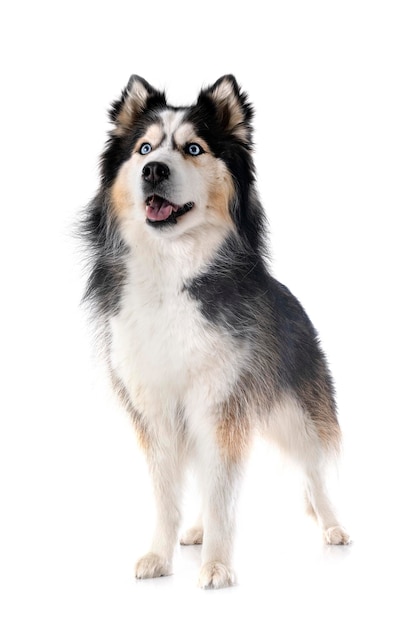 Siberian husky in studio