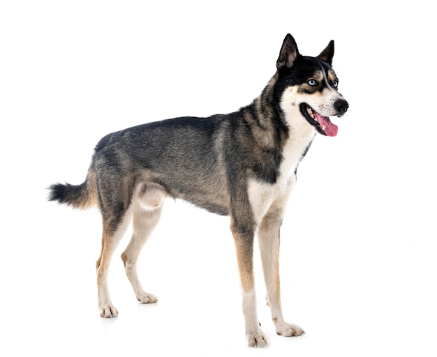 Siberian husky in studio