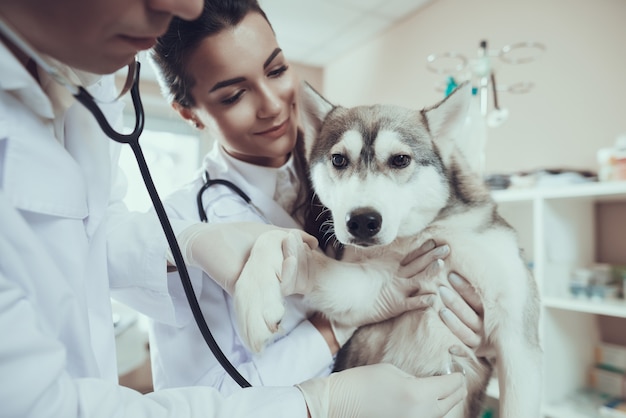 Siberian Husky at Vet Clinic Doc with Stethoscope