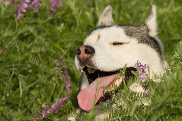 Siberian husky walks in the grass