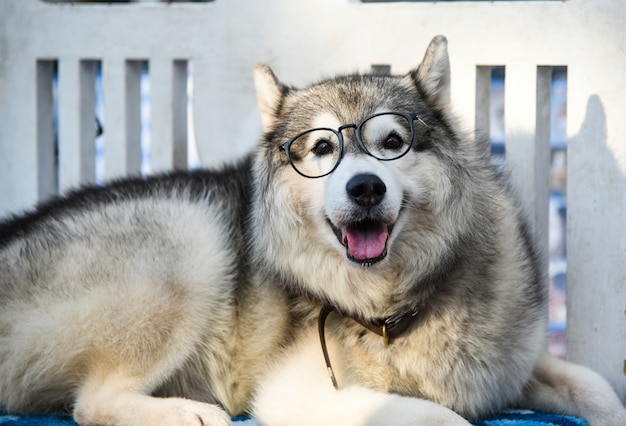 Siberian Husky wears glasses sitting on a white chair.