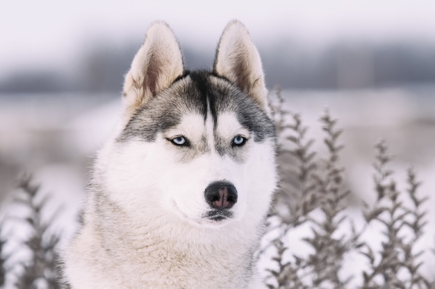 Siberian Husky in winter mountains. Close-up portrait