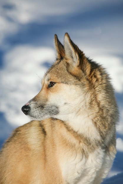 Siberian husky of winter nature