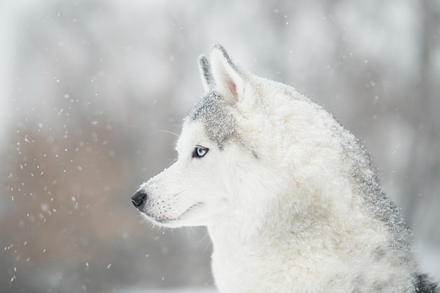 Siberian husky with blue eyes in winter