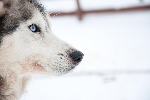 Siberian Husky