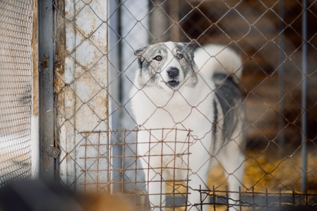 檻の中の鳥小屋にいるシベリアンライカ犬