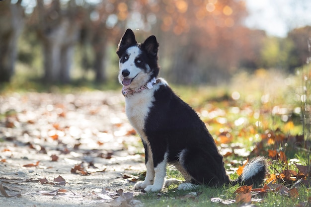 Siberian Laika Dog