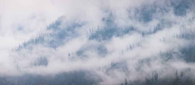 Siberian mountain taiga on a misty morning