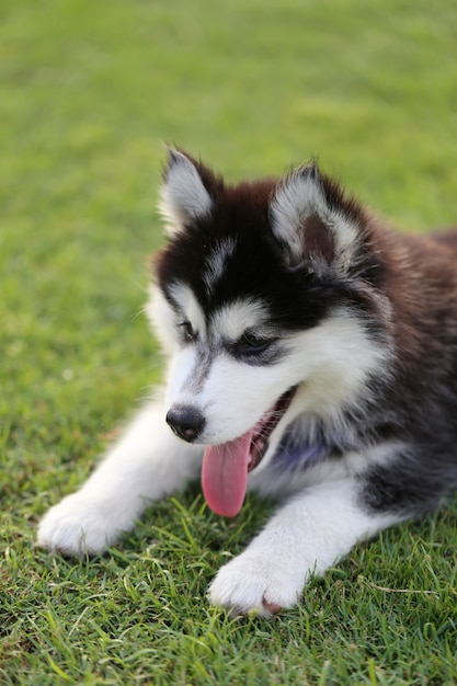 Siberian puppy on green lawn.