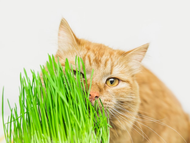 写真 シベリアの赤猫は、緑の草、猫のための緑のジューシーな草、猫に有用な発芽オート麦を食べる