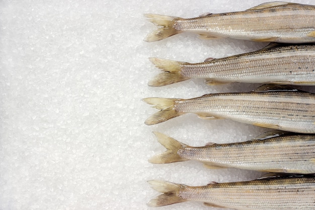 写真 シベリアの川の魚の白い大きな結晶塩にグレイリング