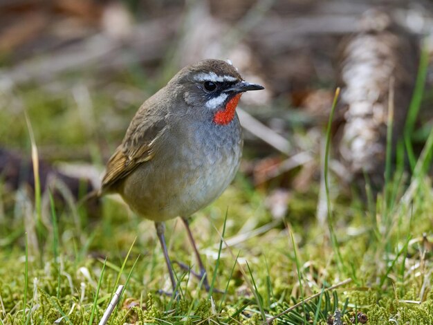 Siberian rubythroat Calliope calliope