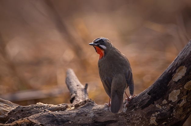 Siberian Rubythroat It is shooting in a backlit manner