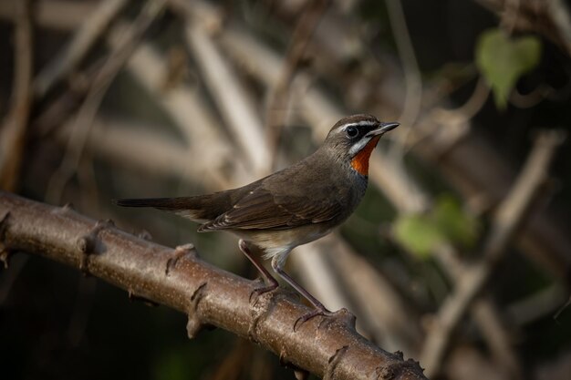 Photo siberian rubythroat rednecked nightingale on a branch animal portrait