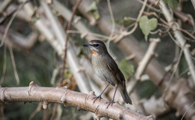 Siberian Rubythroat Rednecked Nightingale on the dry branch