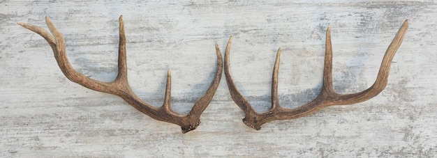 Siberian stag horns isolated on white background