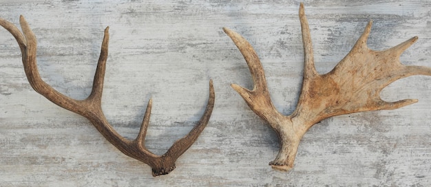 Siberian stag horns isolated on white background