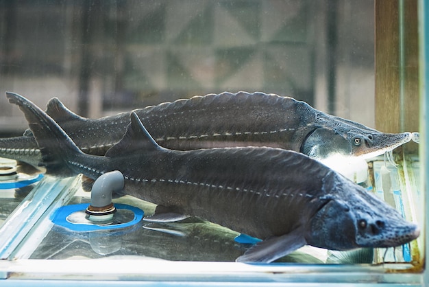 Siberian sturgeons for sale in fish store live fish in\
supermarket