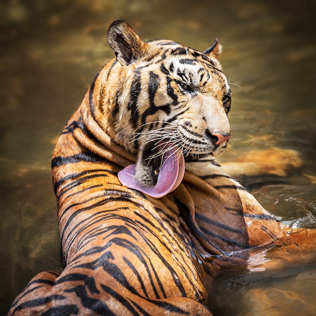 Foto tigre siberiana in azione di lavaggio del corpo nel fiume