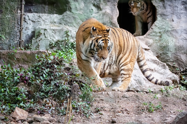 The Siberian tiger also known as theamur tiger is one of 6 tiger populations still in existence