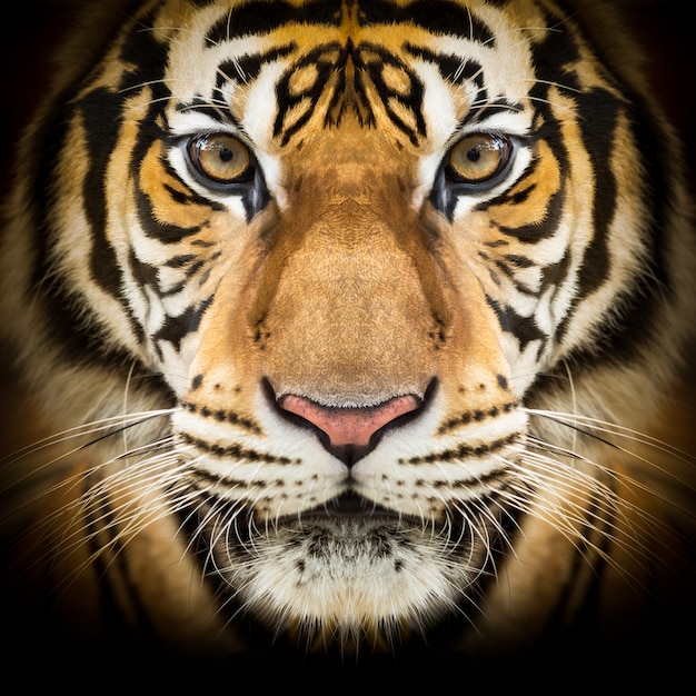 Photo siberian tiger face