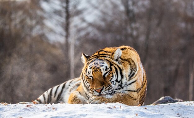 Siberian tiger lying on a snow covered hill