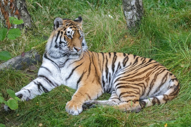 시베리아 호랑이(Panthera tigris altaica) 또는 아무르 호랑이