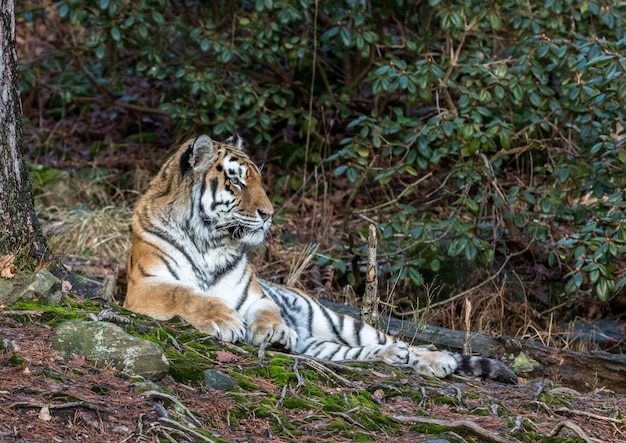 Siberian tiger, Panthera tigris altaica, resting in the forest. Zoo.