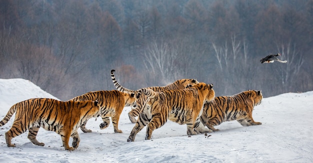 Siberian Tiger Park