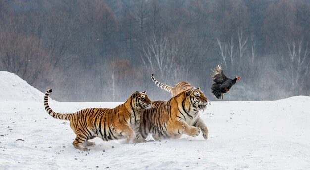 Siberian Tiger Park