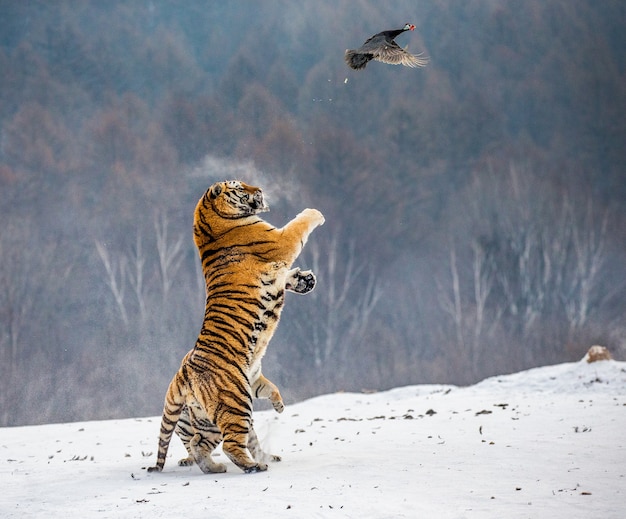 Siberian Tiger Park