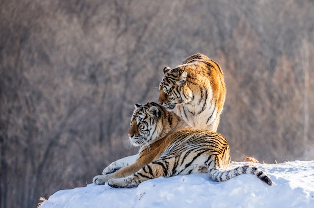 Parco della tigre siberiana