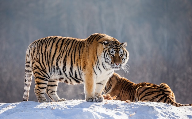 Парк сибирских тигров