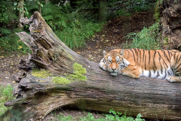 Siberian tiger ready to attack looking at you