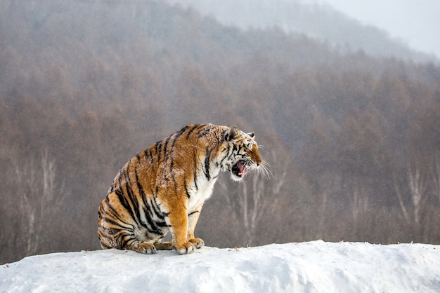 シベリアトラは、冬の森を背景に雪に覆われた丘の上に座っています。シベリア虎林園。