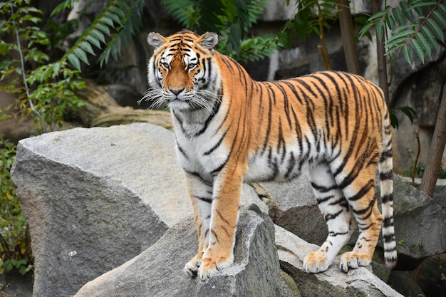 Siberian tiger standing on the rock