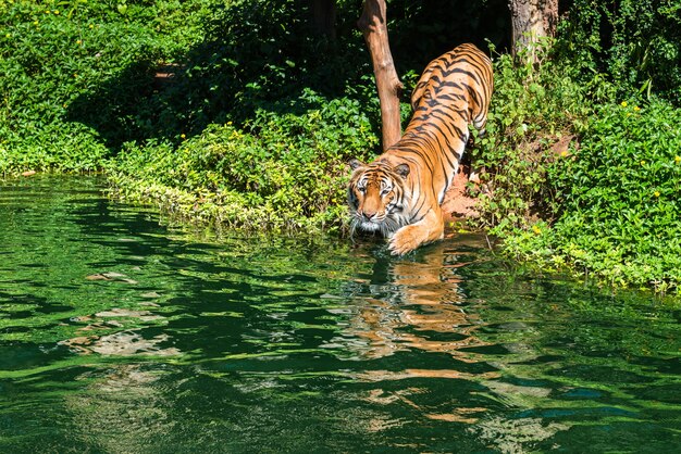 Tigre siberiana in acqua allo zoo