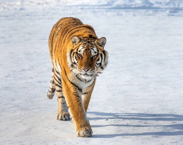 Siberian tiger on a winter day