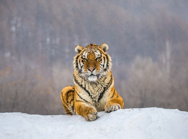 Siberian tiger on a winter day