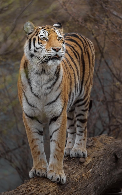 Siberian tiger