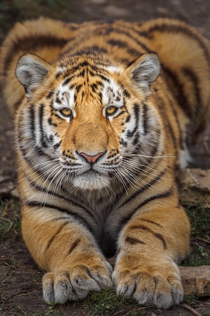 Siberian tiger