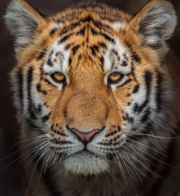 Photo siberian tiger