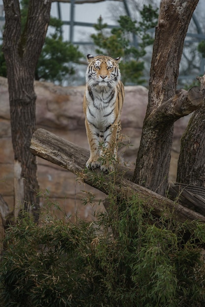 Siberian tiger