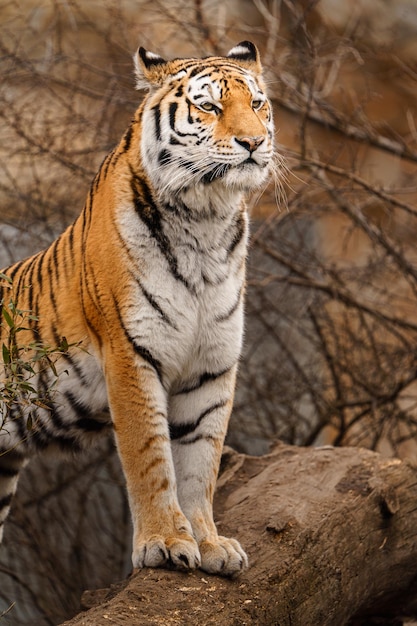 Siberian tiger