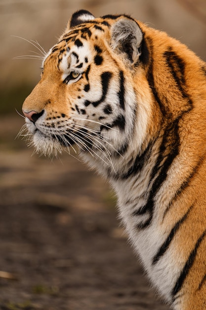 Siberian tiger