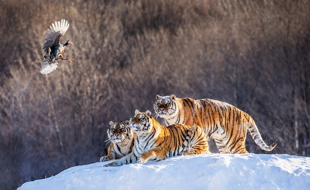 siberian tigers are standing on a snow covered hill to catch prey