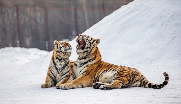 Siberian tigers stand on a snow covered hill