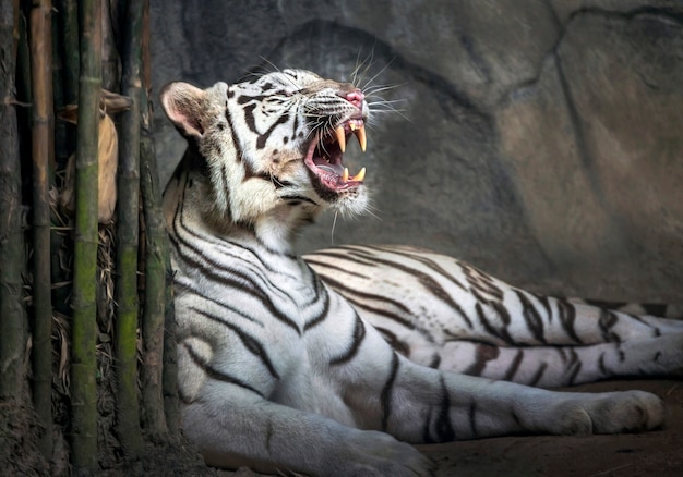 シベリアの白いトラの轟音は、動物園の自然の中でくつろぎます。