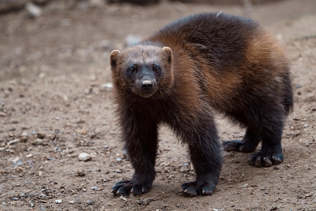 Siberian wolverine Gulo Gulo in nature